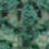 Verde Bosque