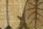 Beige Hojas