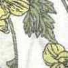 Blanco Roto × Amarillo