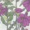 Blanco Roto × Rosa Blanco Roto × Rosa