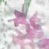 Blanco Roto × Rosa