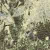 Caqui