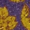 Morado×Amarillo