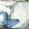 Blanco Roto × Azul