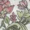 Blanco Roto × Rosa Blanco Roto × Rosa