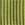 Wasabi Wasabi