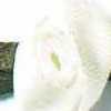 Blanco roto × Verde musgo