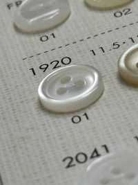 1920 BOTONES DAIYA 3 Botón Shell Poliéster DAIYA BUTTON(DAIYA BUTTON) Subfoto